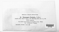 Peronospora corydalis image